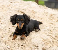 Raff, a female Miniature Dachshund for sale in Canton, TX – 2 of 5