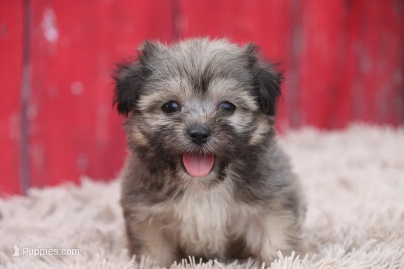 Franco – Havanese puppy for sale in Canton, TX