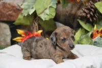 Sailor , a female Miniature Dachshund for sale in Canton, TX – 5 of 9