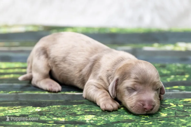 Jonas – Miniature Dachshund puppy for sale in Canton, TX