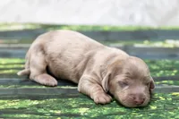 Jonas, a male Miniature Dachshund for sale in Canton, TX – 1 of 4