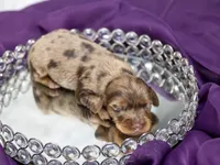 Ajax, a male Miniature Dachshund for sale in Canton, TX – 5 of 5