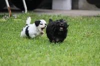 Brazos , a male Poodle - Toy  and Havapoo for sale in Canton, TX – 3 of 6