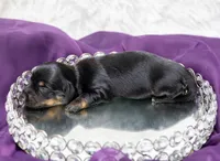 Ava, a female Miniature Dachshund for sale in Canton, TX – 2 of 3