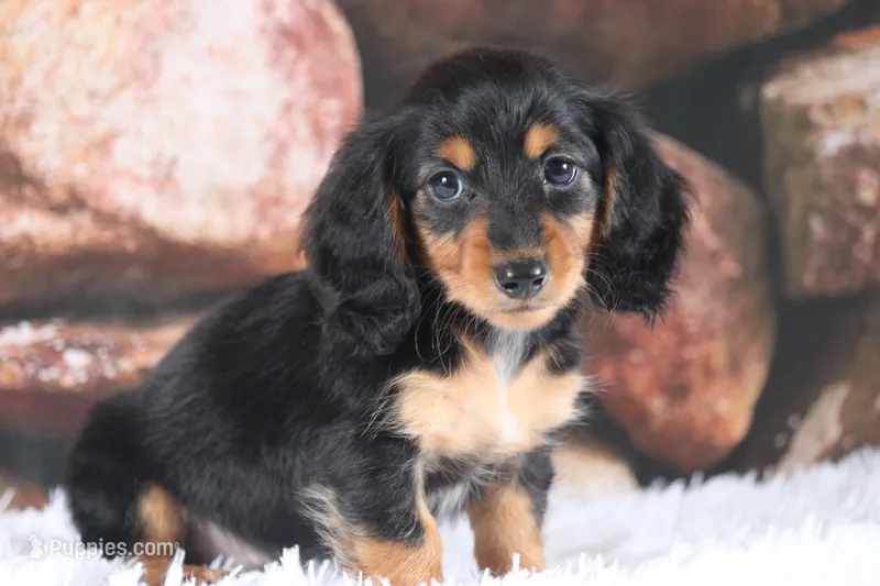 Nova – Miniature Dachshund puppy for sale in Canton, TX