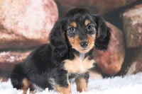 Nova, a female Miniature Dachshund for sale in Canton, TX – 1 of 10