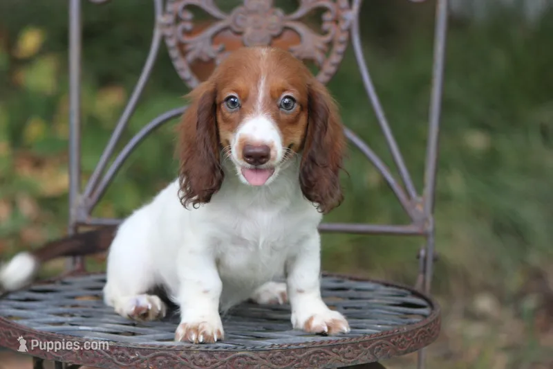 Jorey  – Miniature Dachshund puppy for sale in Canton, TX