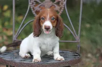 Jorey , a female Miniature Dachshund for sale in Canton, TX – 1 of 10