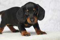 Gin, a female Miniature Dachshund for sale in Canton, TX – 4 of 4