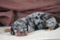 Zoom, a male Miniature Dachshund for sale in Canton, TX – 4 of 6