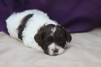 Hexa , a female Cockapoo for sale in Canton, TX – 3 of 4