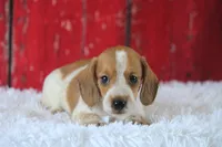 Moses wire hair, a male Miniature Dachshund for sale in Canton, TX – 3 of 9