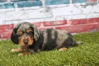 Whistle , a female Miniature Dachshund for sale in Canton, TX – 5 of 5