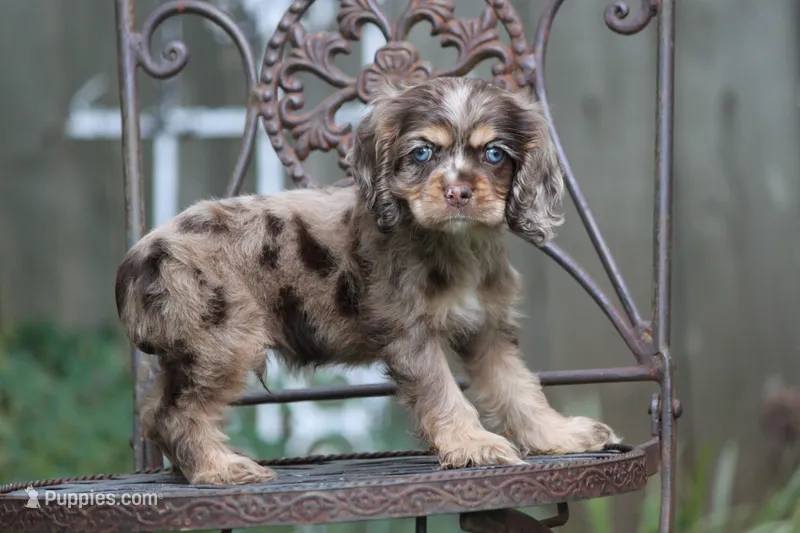 Chaz – Cocker Spaniel puppy for sale in Canton, TX