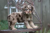 Chaz, a male Cocker Spaniel for sale in Canton, TX – 4 of 9