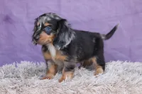 Whiskey, a male Miniature Dachshund for sale in Canton, TX – 2 of 8