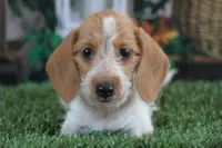 Moses wire hair, a male Miniature Dachshund for sale in Canton, TX – 2 of 10