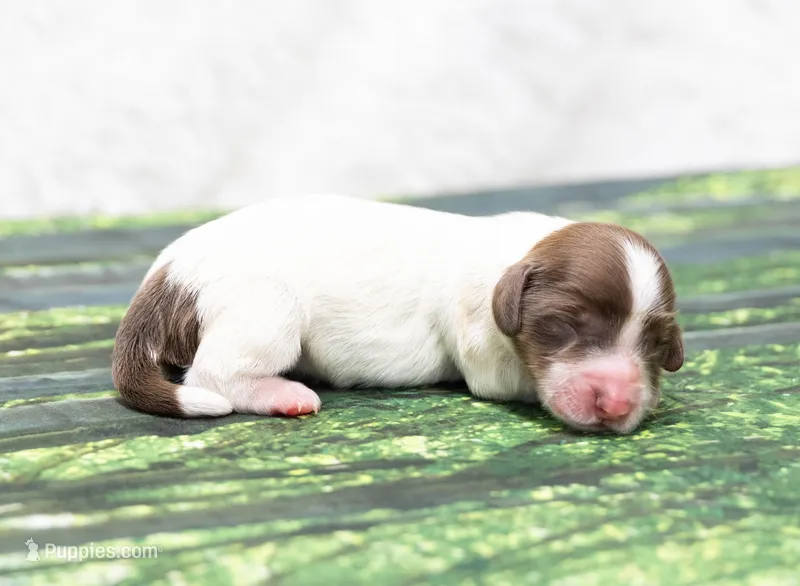 Jorey  – Miniature Dachshund puppy for sale in Canton, TX