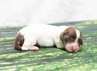 Jorey , a female Miniature Dachshund for sale in Canton, TX – 1 of 3