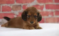Nile, a male Miniature Dachshund for sale in Canton, TX – 4 of 9