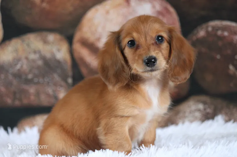 Nero – Miniature Dachshund puppy for sale in Canton, TX