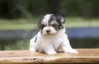 Flint, a male Havanese for sale in Canton, TX – 2 of 3