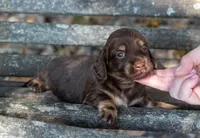Tesla, a female Miniature Dachshund for sale in Canton, TX – 6 of 6