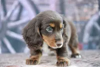 Leddie, a female Miniature Dachshund for sale in Canton, TX – 1 of 4