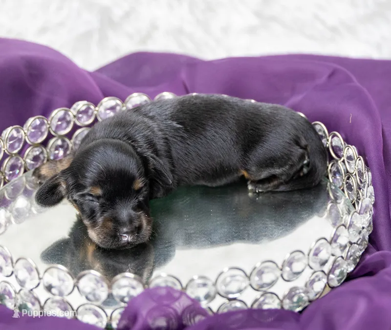 Ava – Miniature Dachshund puppy for sale in Canton, TX