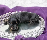 Ava, a female Miniature Dachshund for sale in Canton, TX – 1 of 3