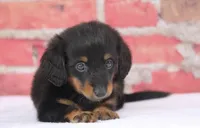Nata, a female Miniature Dachshund for sale in Canton, TX – 2 of 9