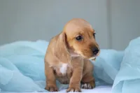 Matri Wire Hair, a female Miniature Dachshund for sale in Canton, TX – 3 of 9
