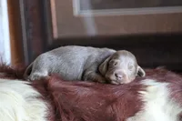 Lorenzo , a male Miniature Dachshund for sale in Canton, TX – 6 of 6