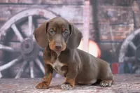 Leather, a male Miniature Dachshund for sale in Canton, TX – 3 of 5