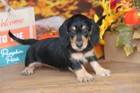 Glory, a female Miniature Dachshund for sale in Canton, TX – 5 of 6