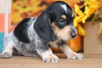Gibson, a male Miniature Dachshund for sale in Canton, TX – 4 of 5