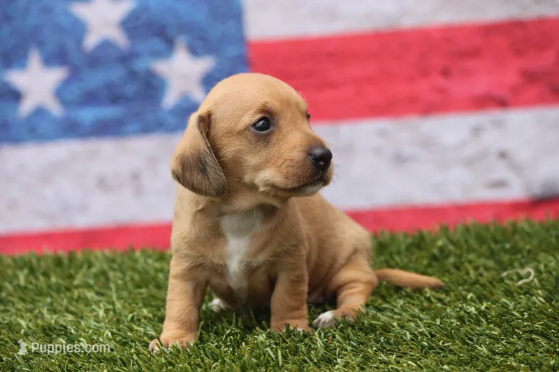 Matri  – Miniature Dachshund puppy for sale in Canton, TX