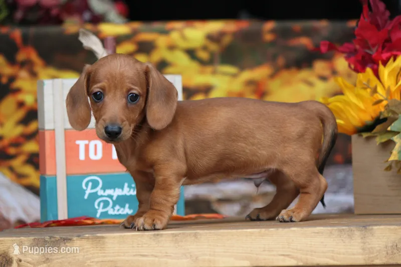 Sampson – Miniature Dachshund puppy for sale in Canton, TX