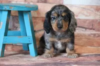 Whistle , a female Miniature Dachshund for sale in Canton, TX – 4 of 5