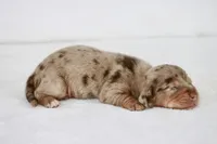 Togo, a male Miniature Dachshund for sale in Canton, TX – 4 of 5