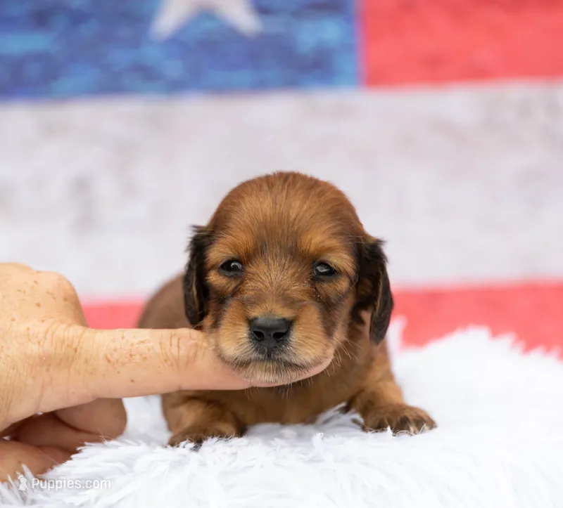 Nape – Miniature Dachshund puppy for sale in Canton, TX