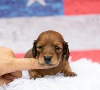 Nape, a female Miniature Dachshund for sale in Canton, TX – 6 of 8