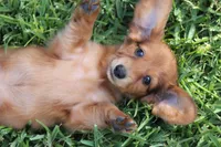 Nort , a male Miniature Dachshund for sale in Canton, TX – 3 of 9