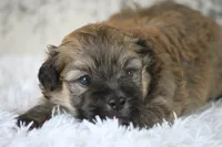 Dave , a male Havanese for sale in Canton, TX – 3 of 3