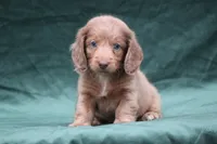 Jonas, a male Miniature Dachshund for sale in Canton, TX – 2 of 10
