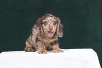 Torque, a male Miniature Dachshund for sale in Canton, TX – 3 of 10