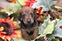 Sindy , a female Miniature Dachshund for sale in Canton, TX – 4 of 7
