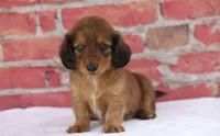 Nile, a male Miniature Dachshund for sale in Canton, TX – 5 of 9