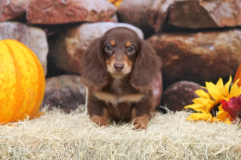 Brandy – Miniature Dachshund puppy for sale in Canton, TX