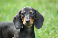 Gin, a female Miniature Dachshund for sale in Canton, TX – 1 of 10